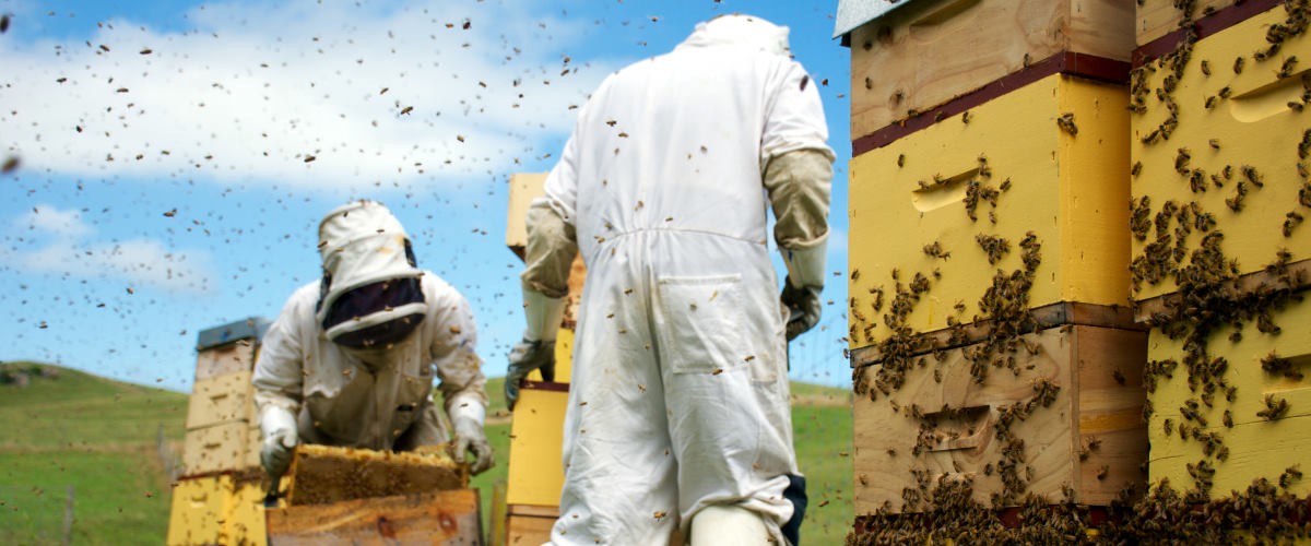 Beekeepers harvesting manuka honey