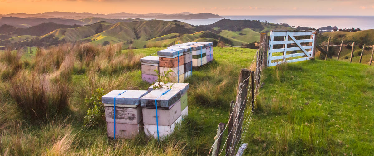 Hives in Bay of Islands